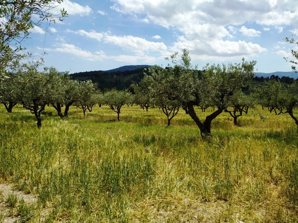 Verkauf - Finca - Cocentaina