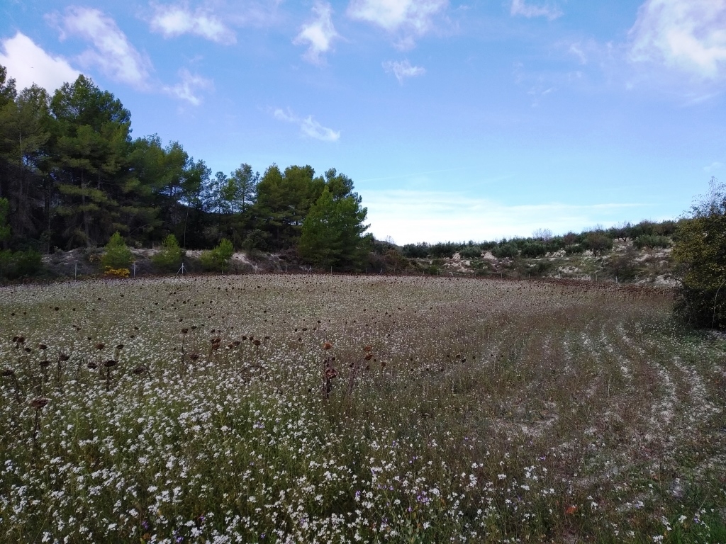Na sprzedaż - Finca - Benilloba