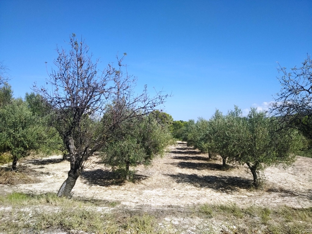  Sale - Finca - Ontinyent