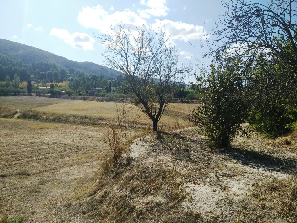  Sale - Finca - Ontinyent