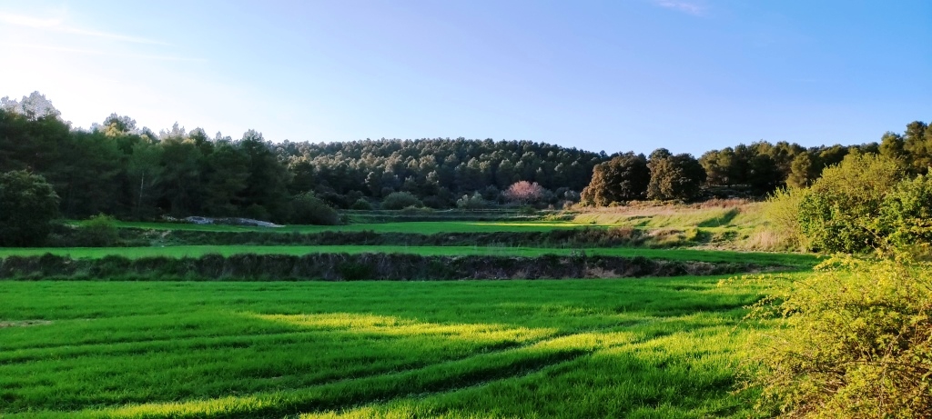 Na sprzedaż - Finca - Bocairent