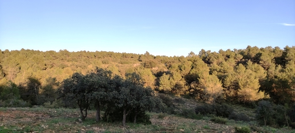 Na sprzedaż - Finca - Bocairent