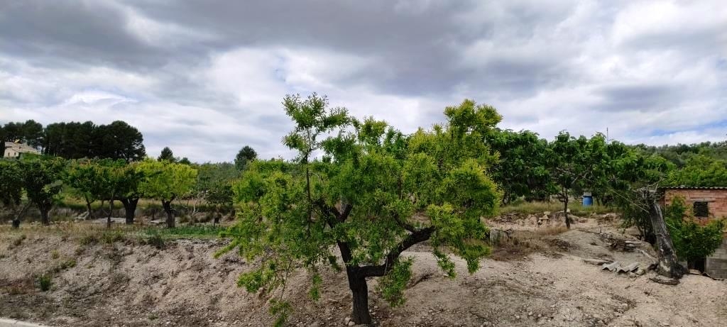 Vente - Finca - Millena