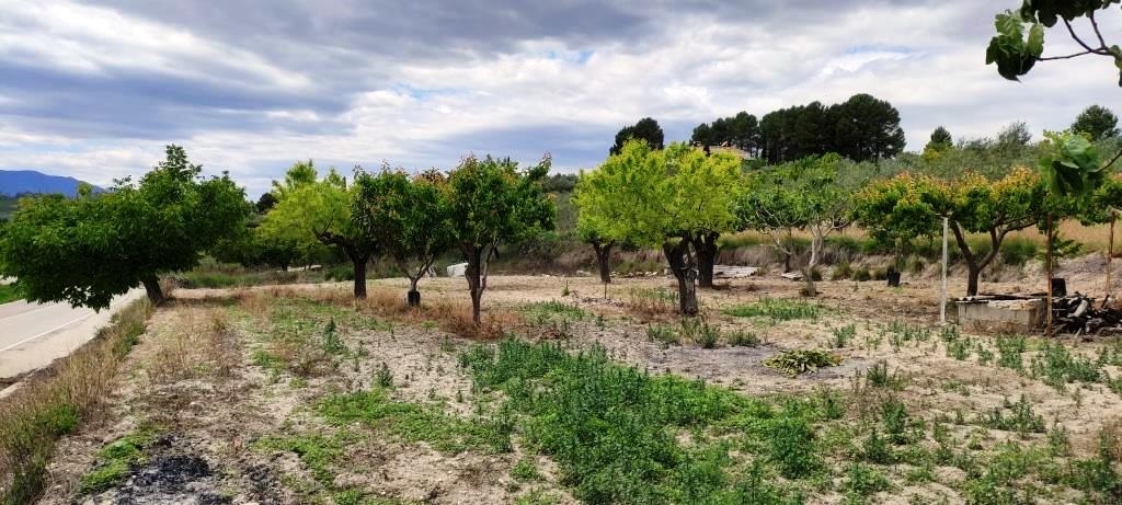 Vente - Finca - Millena