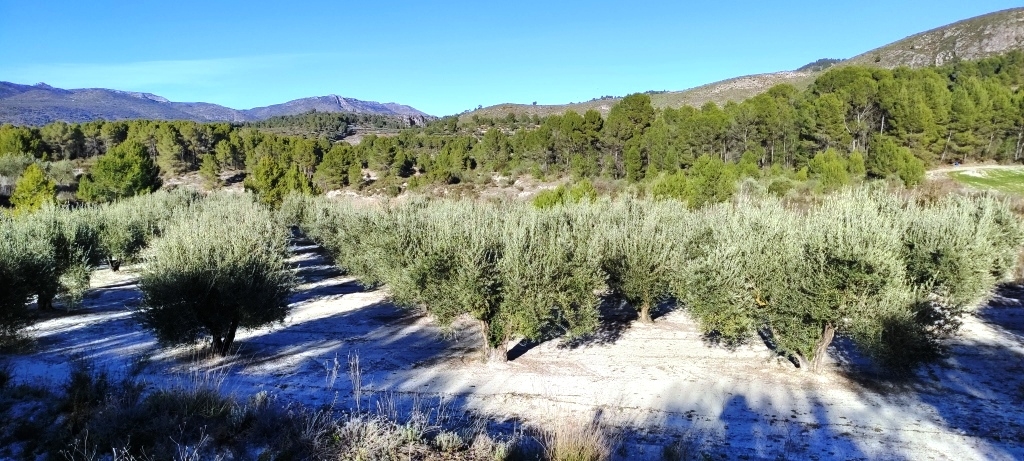 Na sprzedaż - Rustic land - Planes