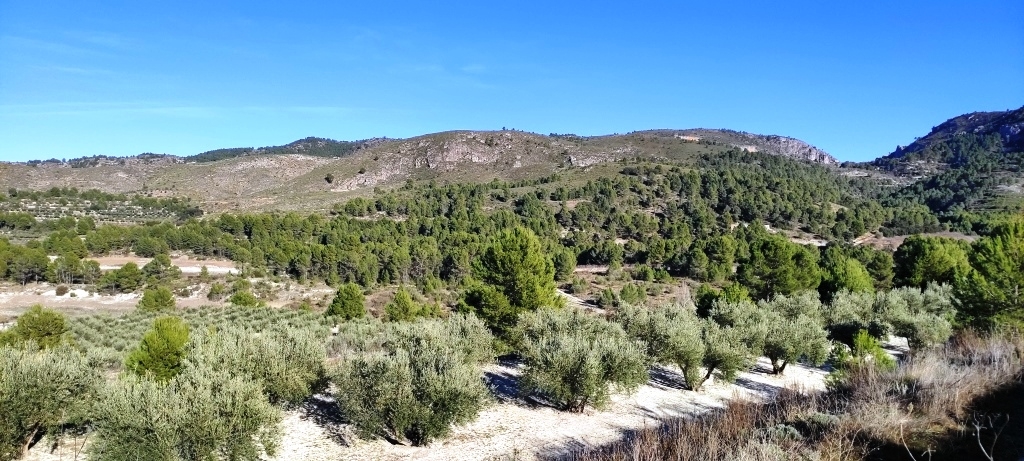 Na sprzedaż - Rustic land - Planes