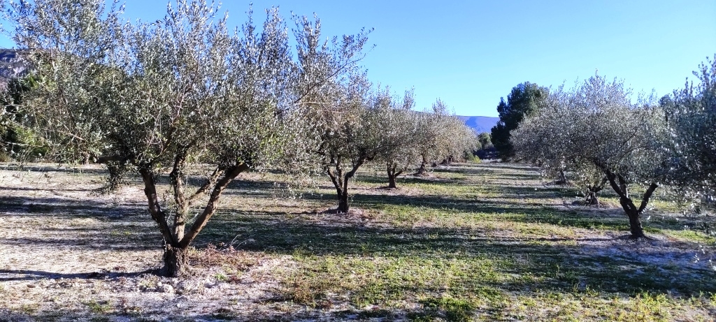 Na sprzedaż - Rustic land - Planes