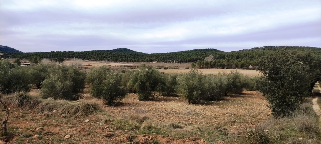  Sale - Finca - Bocairent