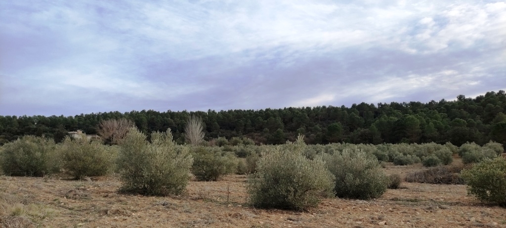  Sale - Finca - Bocairent