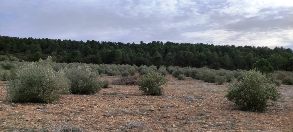  Sale - Finca - Bocairent