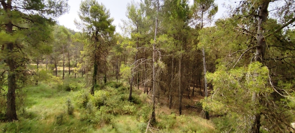 Videresalg - Finca - Alcoy