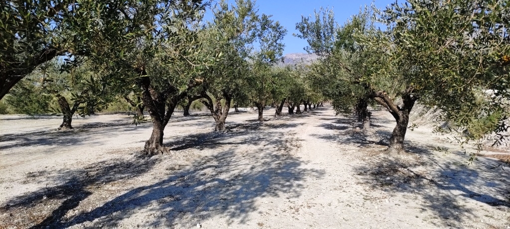 Na sprzedaż - Rustic land - Planes