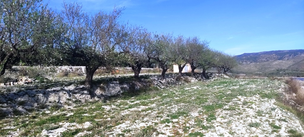 Na sprzedaż - Rustic land - Planes
