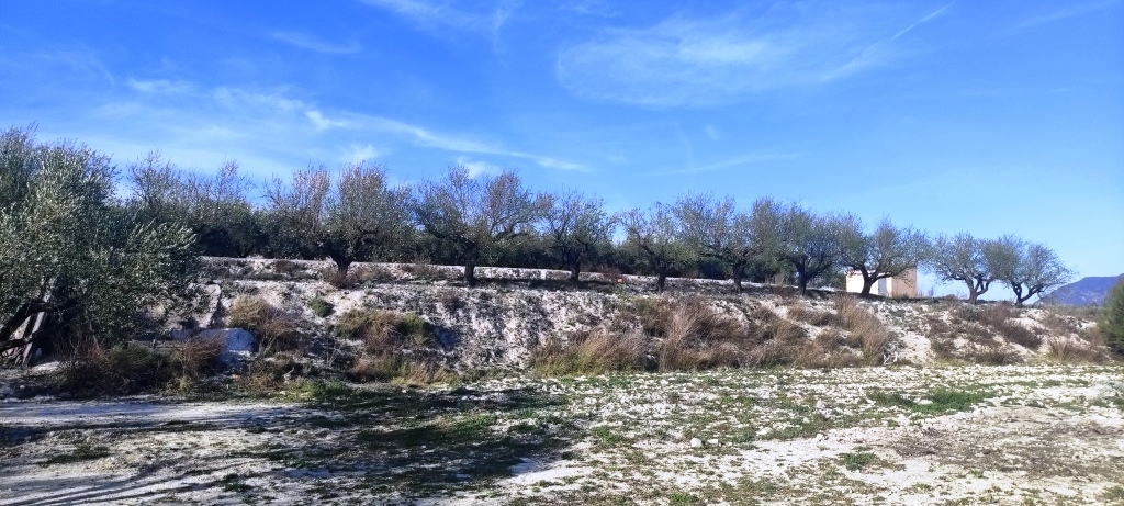 Na sprzedaż - Rustic land - Planes