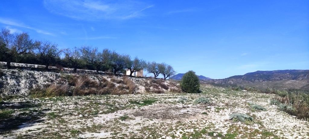 Na sprzedaż - Rustic land - Planes