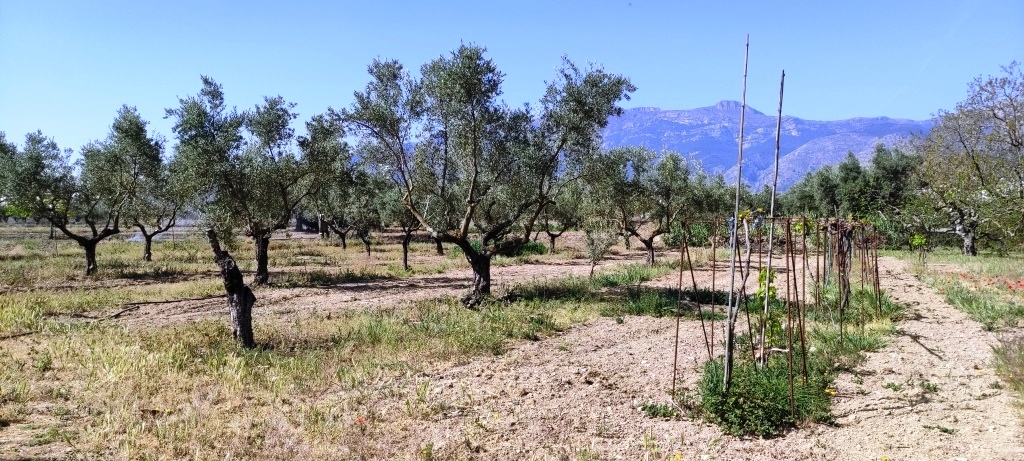  Sale - Finca - Muro de Alcoy