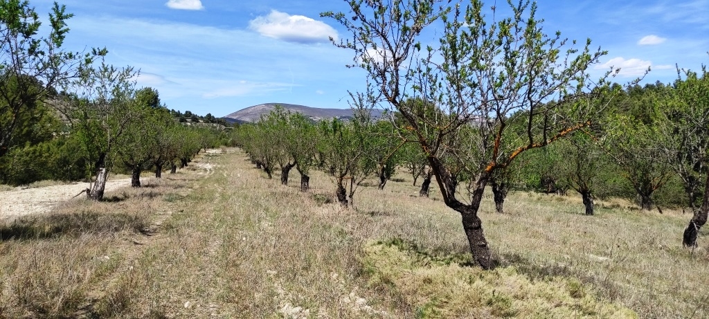 Na sprzedaż - Rustic land - Penáguila