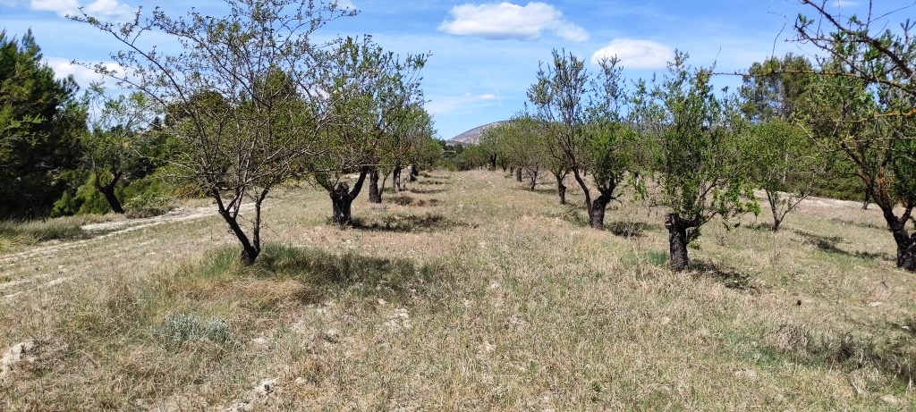 Na sprzedaż - Rustic land - Penáguila