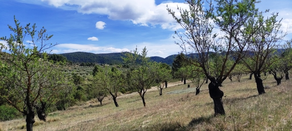 Na sprzedaż - Rustic land - Penáguila