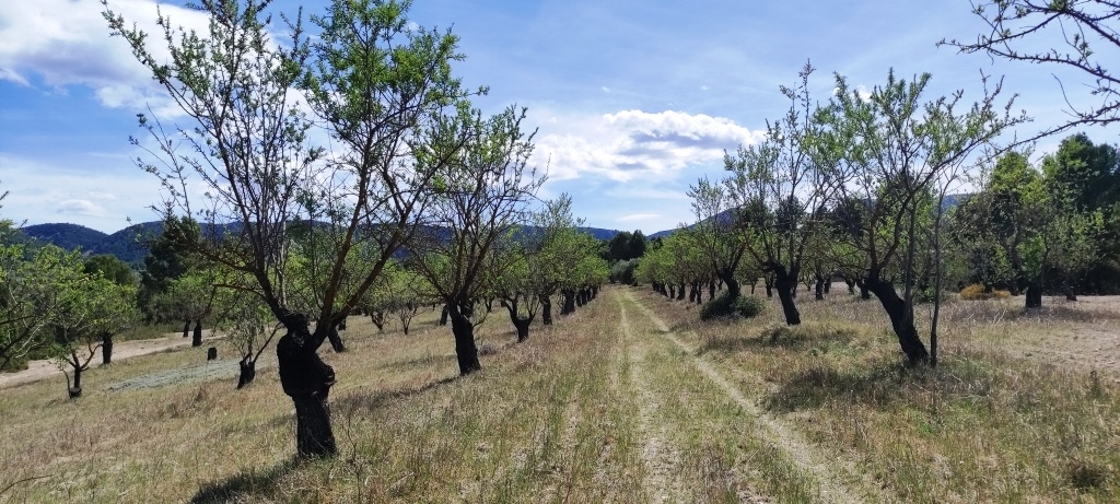 Na sprzedaż - Rustic land - Penáguila