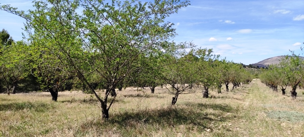 Na sprzedaż - Rustic land - Penáguila
