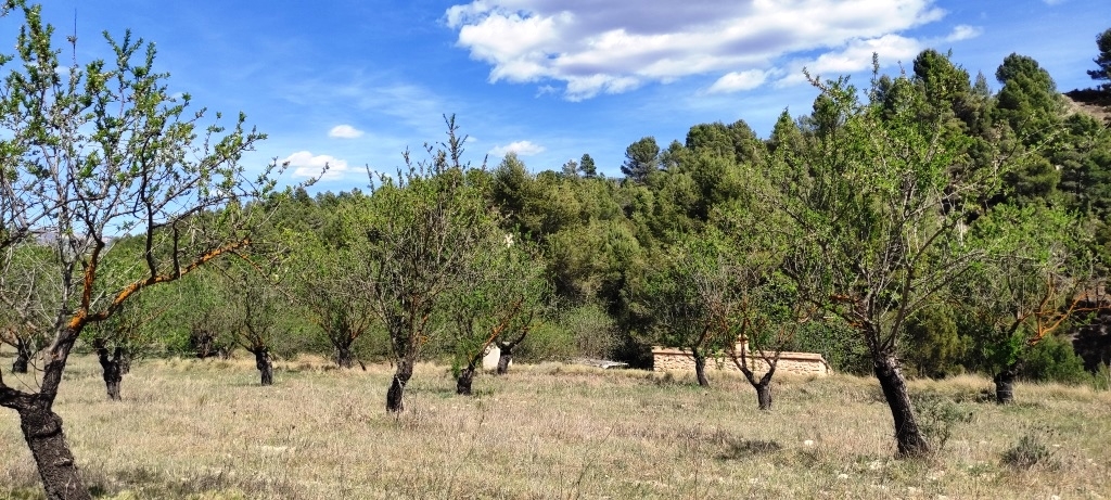 Na sprzedaż - Rustic land - Penáguila