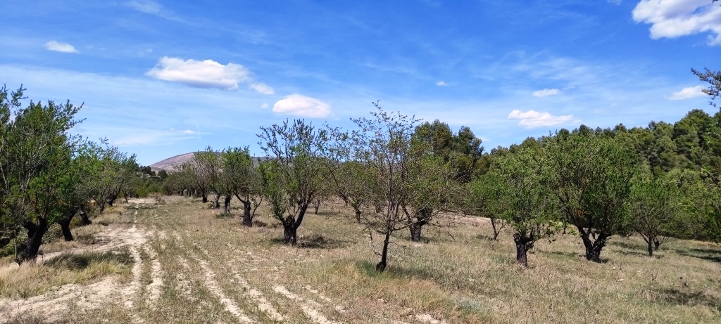 Na sprzedaż - Rustic land - Penáguila