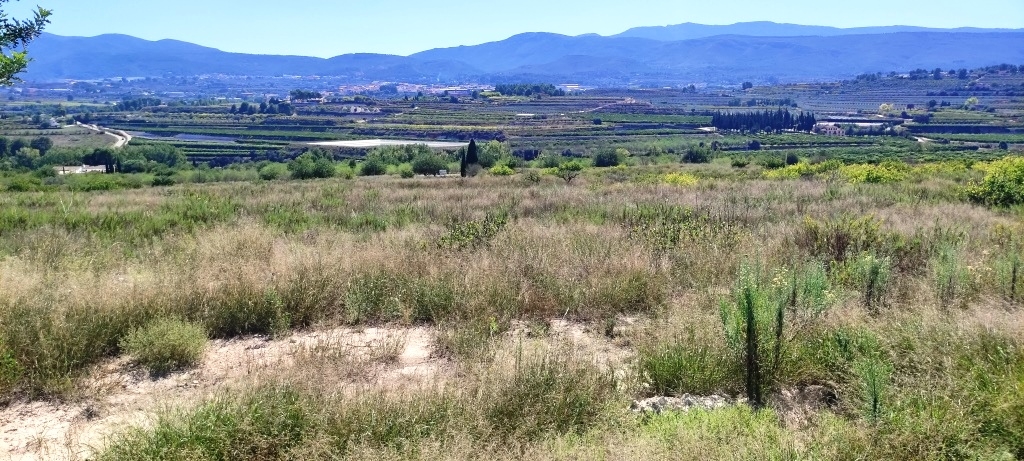 Reventa - Finca - Albaida