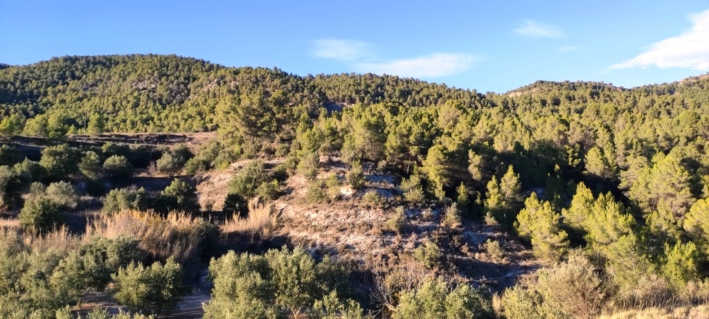  Sale - Finca - Alcoy