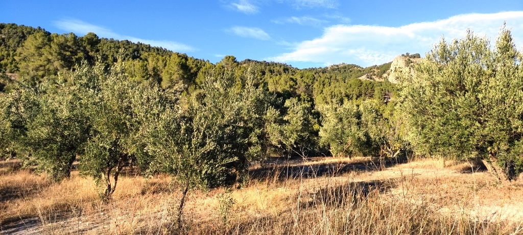  Sale - Finca - Alcoy