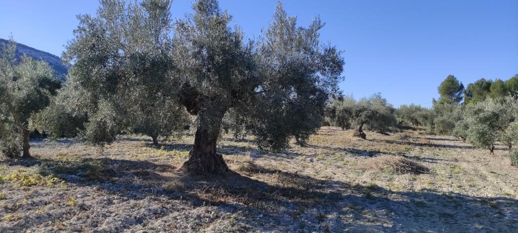 Na sprzedaż - Finca - Bocairent