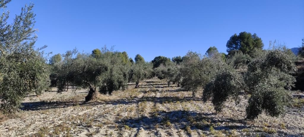 Na sprzedaż - Finca - Bocairent