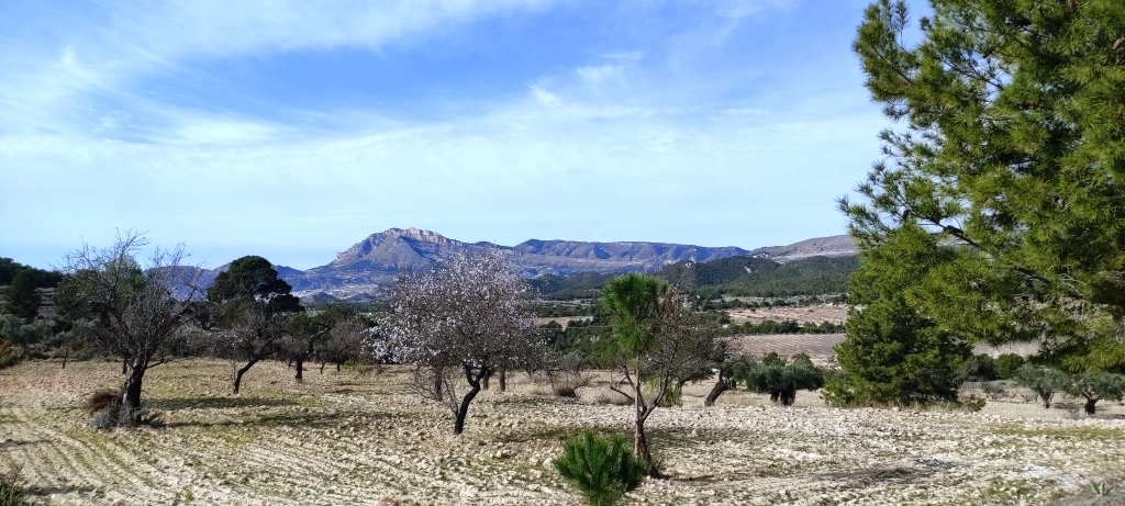 Na sprzedaż - Finca - Torremanzanas