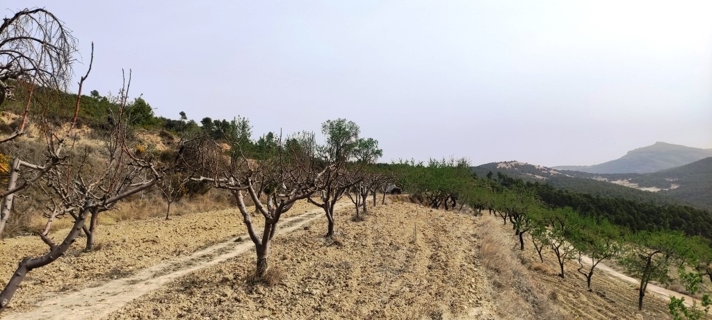 Videresalg - Finca - Penáguila