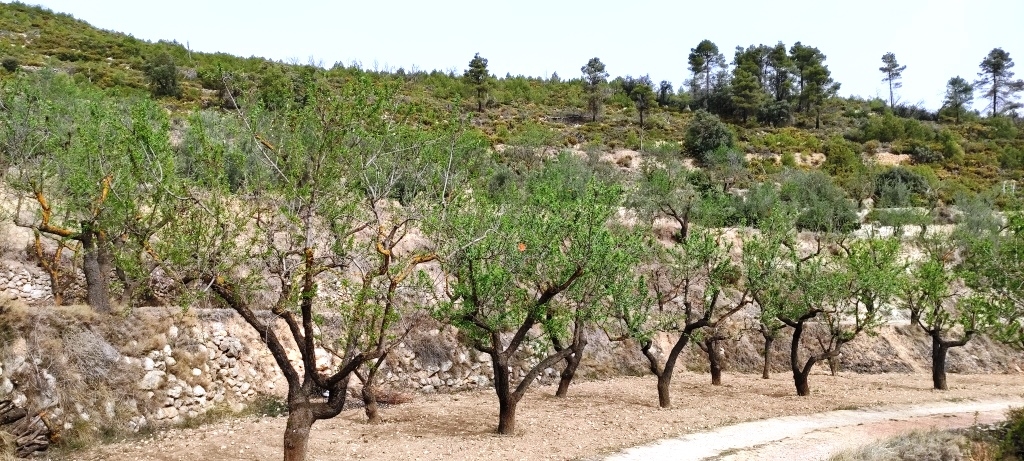 Videresalg - Finca - Penáguila