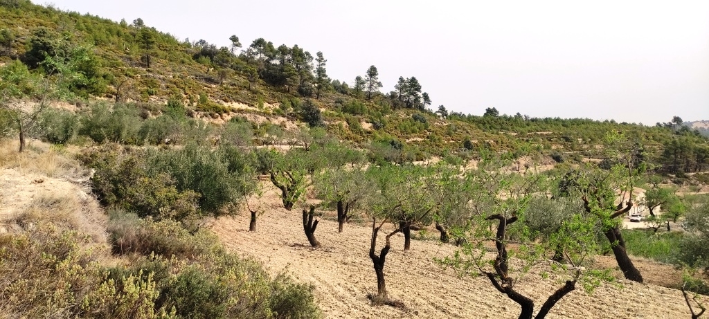 Videresalg - Finca - Penáguila