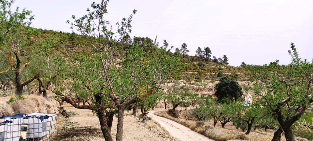 Videresalg - Finca - Penáguila