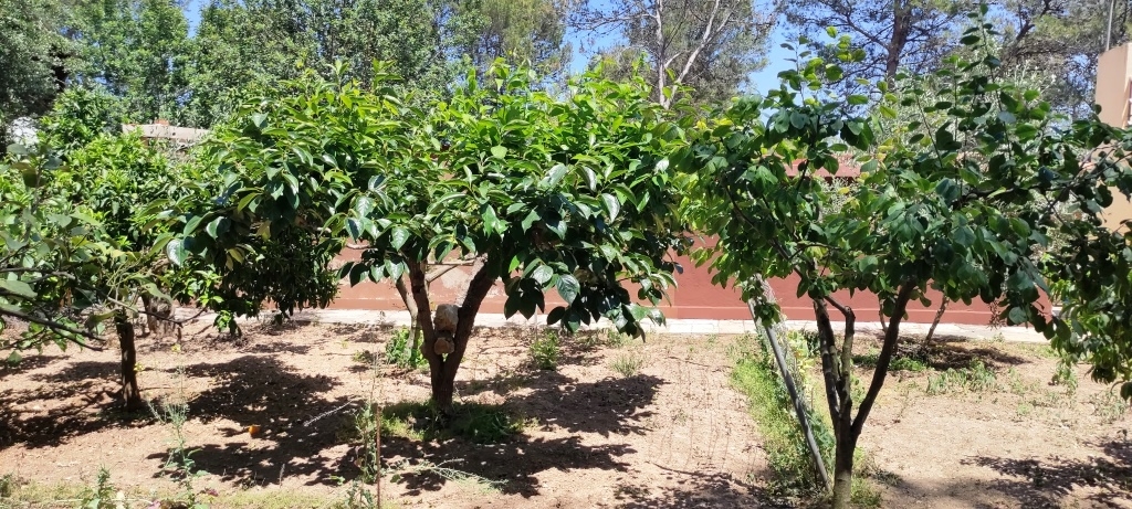 Na sprzedaż - Country House - Villalonga