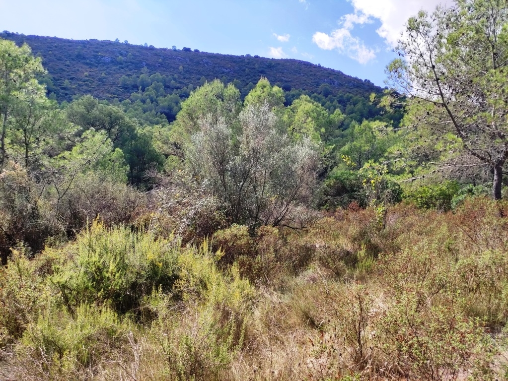 Vente - Country House - Villalonga