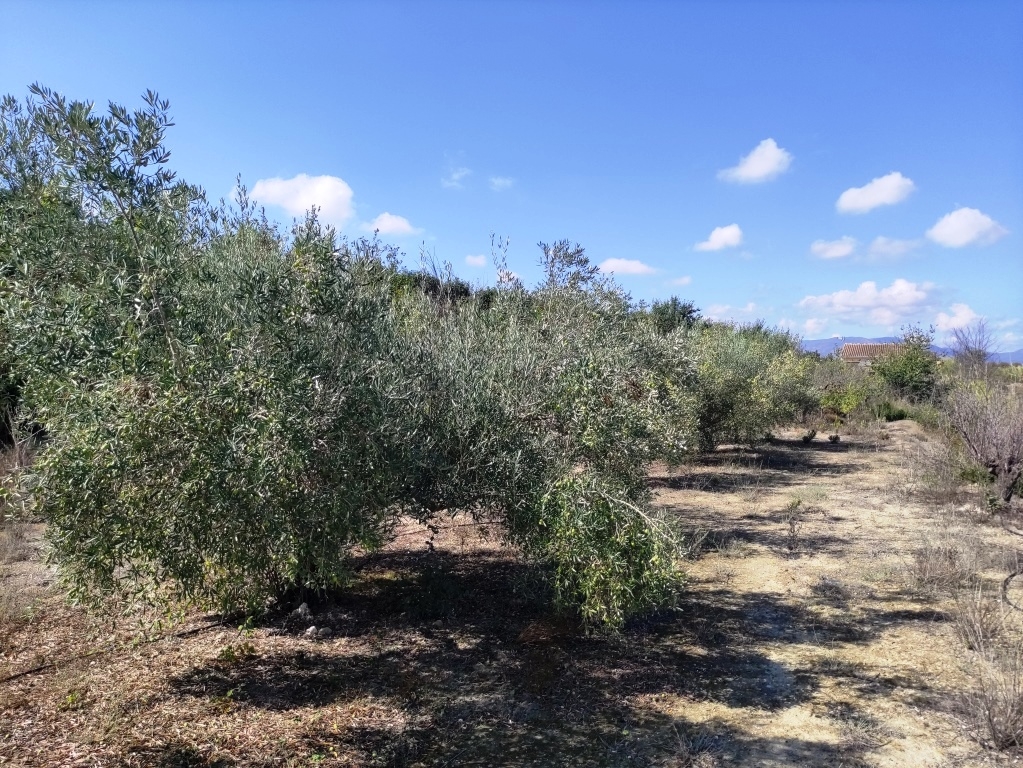  Sale - Country House - Albaida