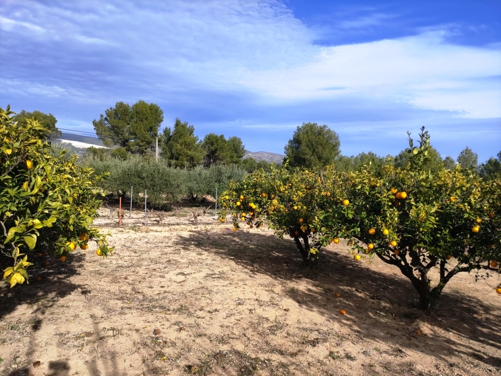  Sale - Country House - Ontinyent